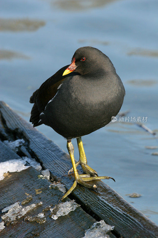 Eurasian Common Moorhen (Gallinula氯仿绿原)